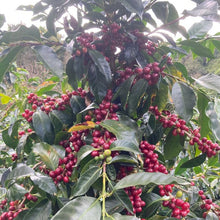 画像をギャラリービューアに読み込む, ’Panama CCD M41 Martha Elena Gonzalez
