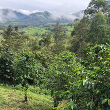 画像をギャラリービューアに読み込む, ’Panama Kalithea Geisha
