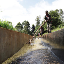 画像をギャラリービューアに読み込む, ’Kenya Nyeri Maganjo AA
