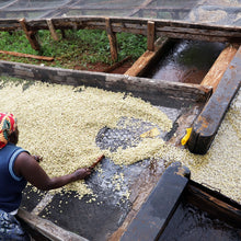 画像をギャラリービューアに読み込む, ’Kenya Nyeri Maganjo AA
