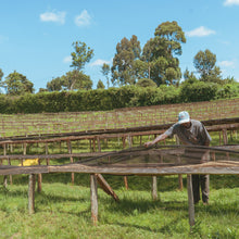 画像をギャラリービューアに読み込む, ’Kenya Nyeri Kamoko AA
