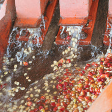 画像をギャラリービューアに読み込む, ’Kenya Nyeri Kamoko AA
