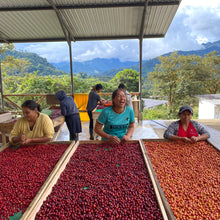 画像をギャラリービューアに読み込む, ’Ecuador Amazalia Typica Lot#1
