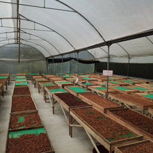 画像をギャラリービューアに読み込む, ’Ecuador Amazalia Typica Lot#1
