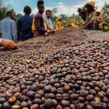 画像をギャラリービューアに読み込む, ’Ethiopia Cup of Excellence #25【COE】
