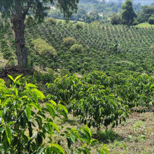 画像をギャラリービューアに読み込む, ’Colombia Granja Paraiso 92 Castillo
