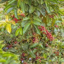画像をギャラリービューアに読み込む, ’Peru Puente Solaya
