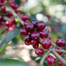 画像をギャラリービューアに読み込む, ’Honduras El Puente【Geisha】
