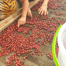 画像をギャラリービューアに読み込む, ’Colombia Granja Paraiso 92【Pink Bourbon】
