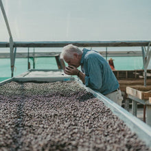 画像をギャラリービューアに読み込む, ’Panama Don Benjie【Geisha CM-6 El Velo Lot】
