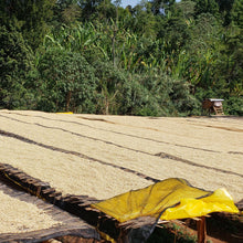 画像をギャラリービューアに読み込む, ’Ethiopia Arsosala
